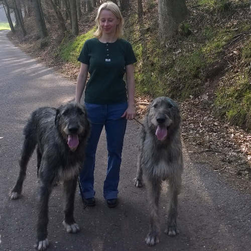 Dog walking - Woolfhounds