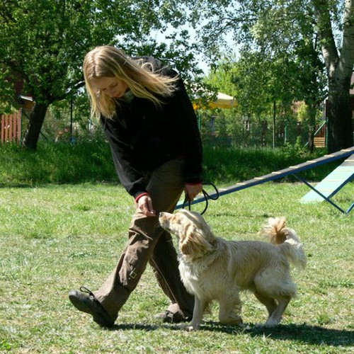 Lucie's Pet Care Dog walking & Pet sitting North London